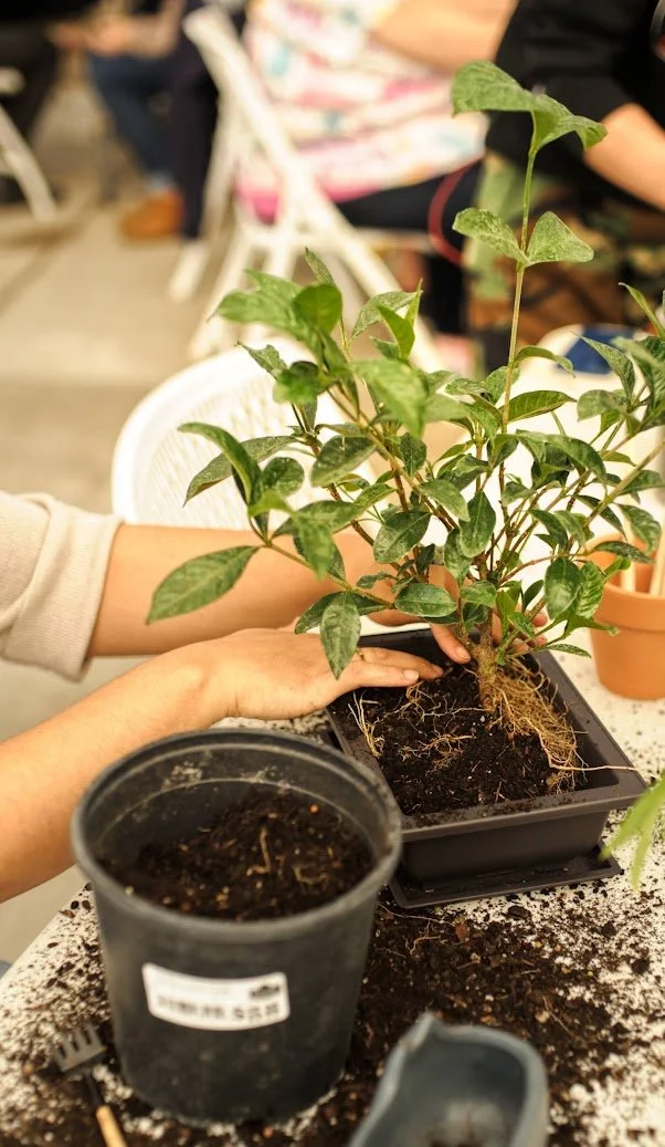 Intro to Bonsai Class