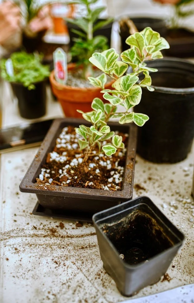 Intro to Bonsai Class