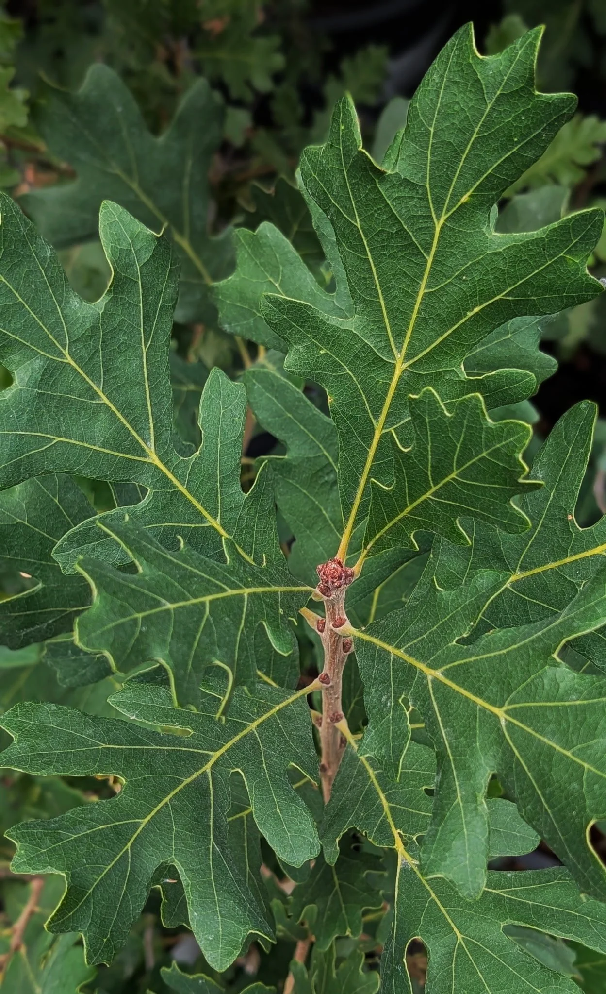 Gambel Oak (Quercus gambelii)
