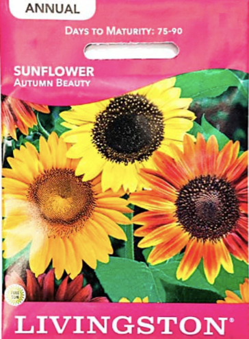 Sunflower Autumn Beauty