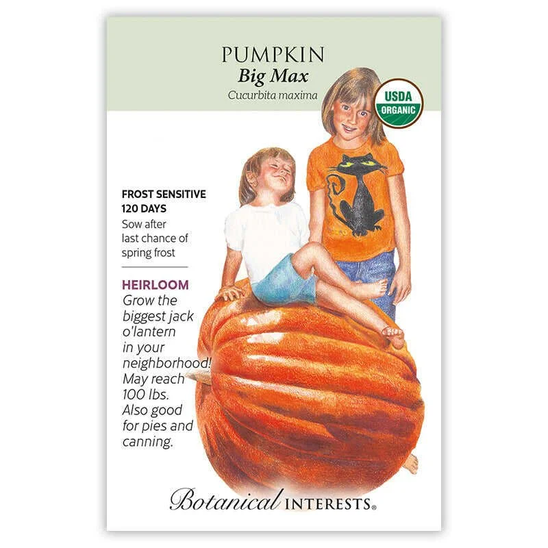 Pumpkin Big Max