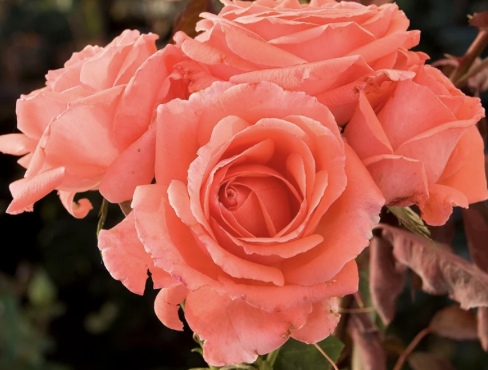 America Rose