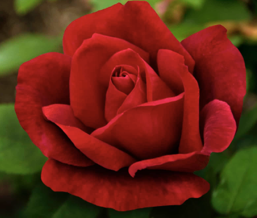 Chrysler Imperial Rose
