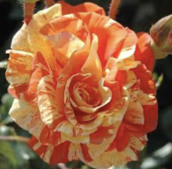 Oranges & Lemons Rose