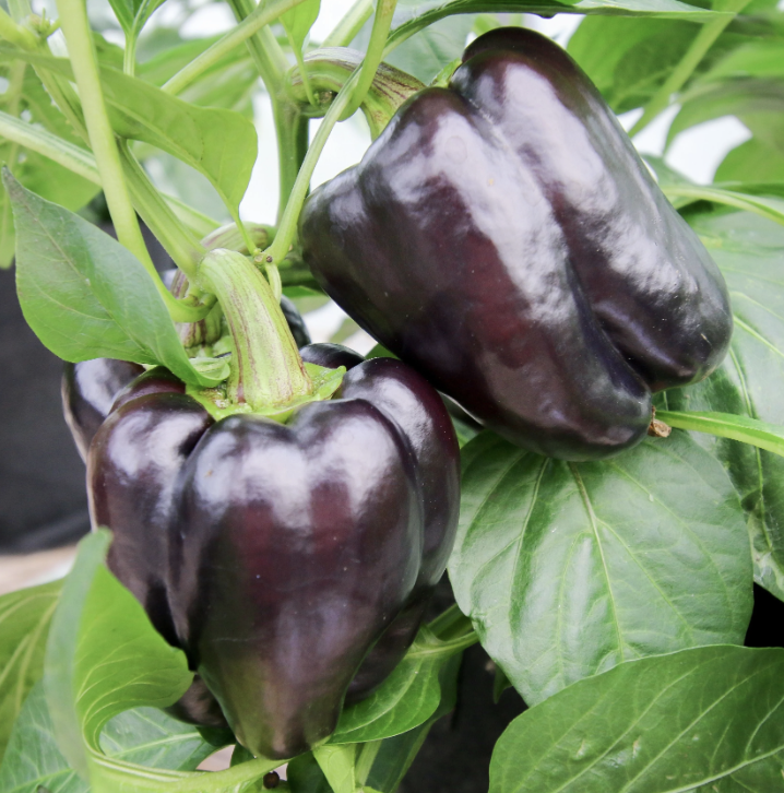 Purple Beauty Pepper