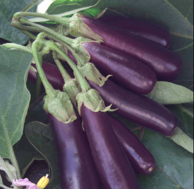 Hansel Eggplant