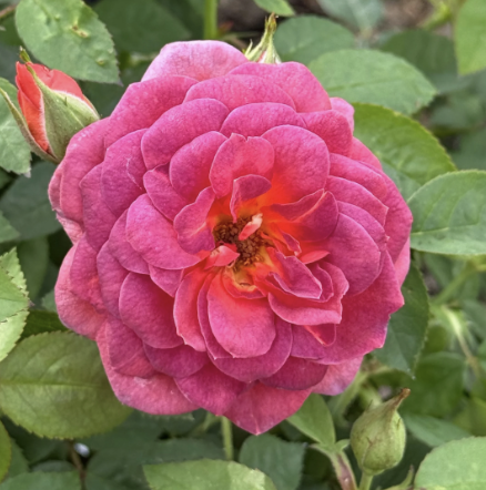 Midnight Fire Rose