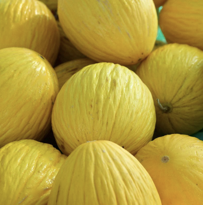 Casaba Golden Beauty Melon