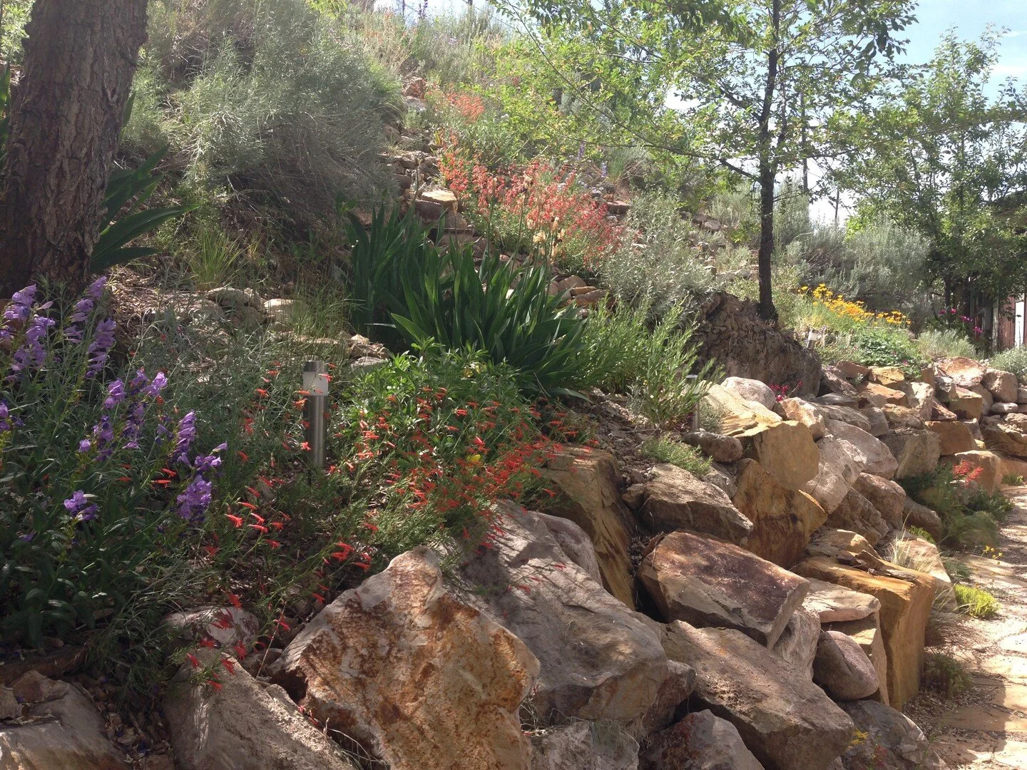 Water-wise native plants on a slope in Utah.