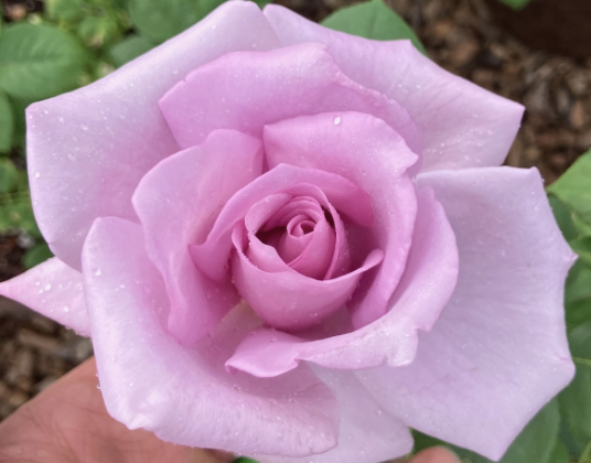 Blue Girl Rose