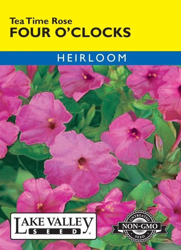 Four O'Clocks Tea Time Rose Heirloom