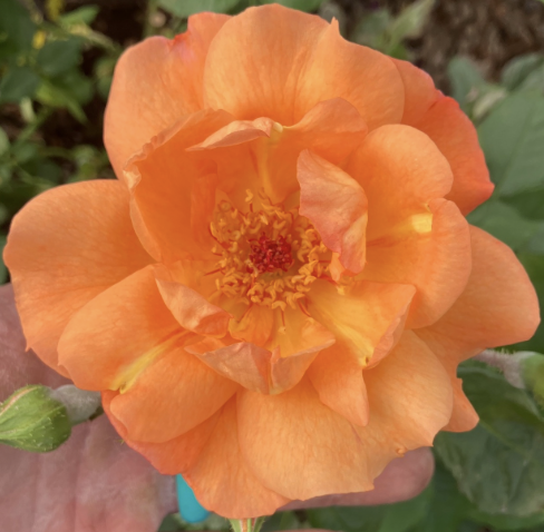 Westerland Rose