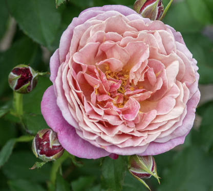 Queen of Elegance Rose