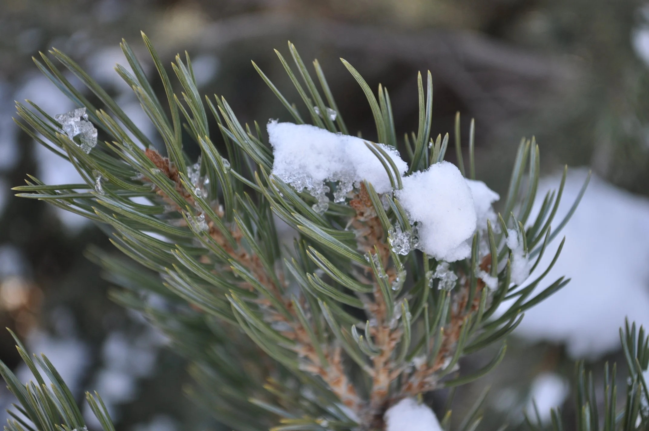 Pinyon Pine (Pinus edulis)