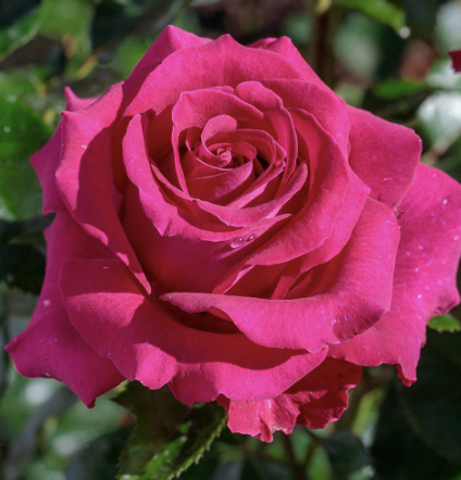 Stiletto Rose