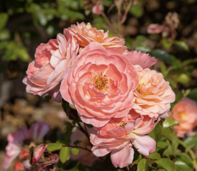 Apricot Drift Rose