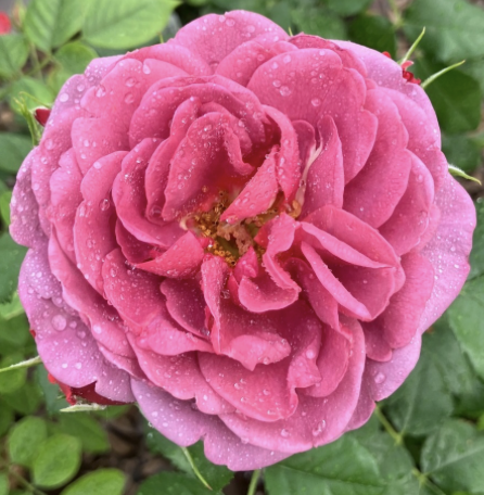 Desert Sky Rose