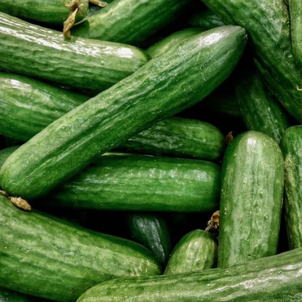 Marketmore 76 slicer cucumber