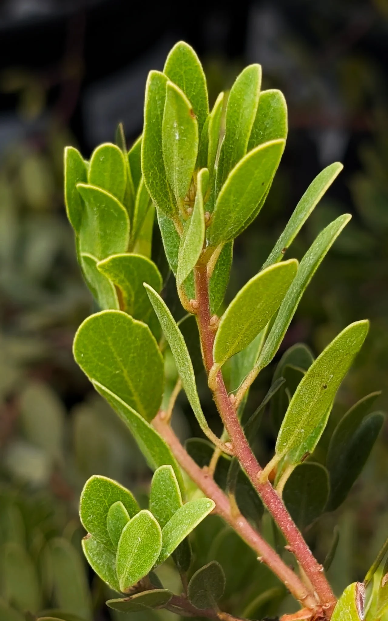 Colorado Manzanita (Arctostaphylos coloradoensis)