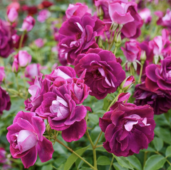 Burgundy Iceberg Rose