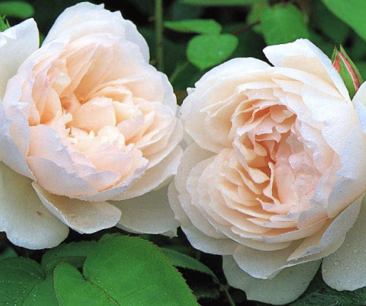 Generous Gardener Rose