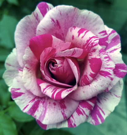 Fly So High Rose