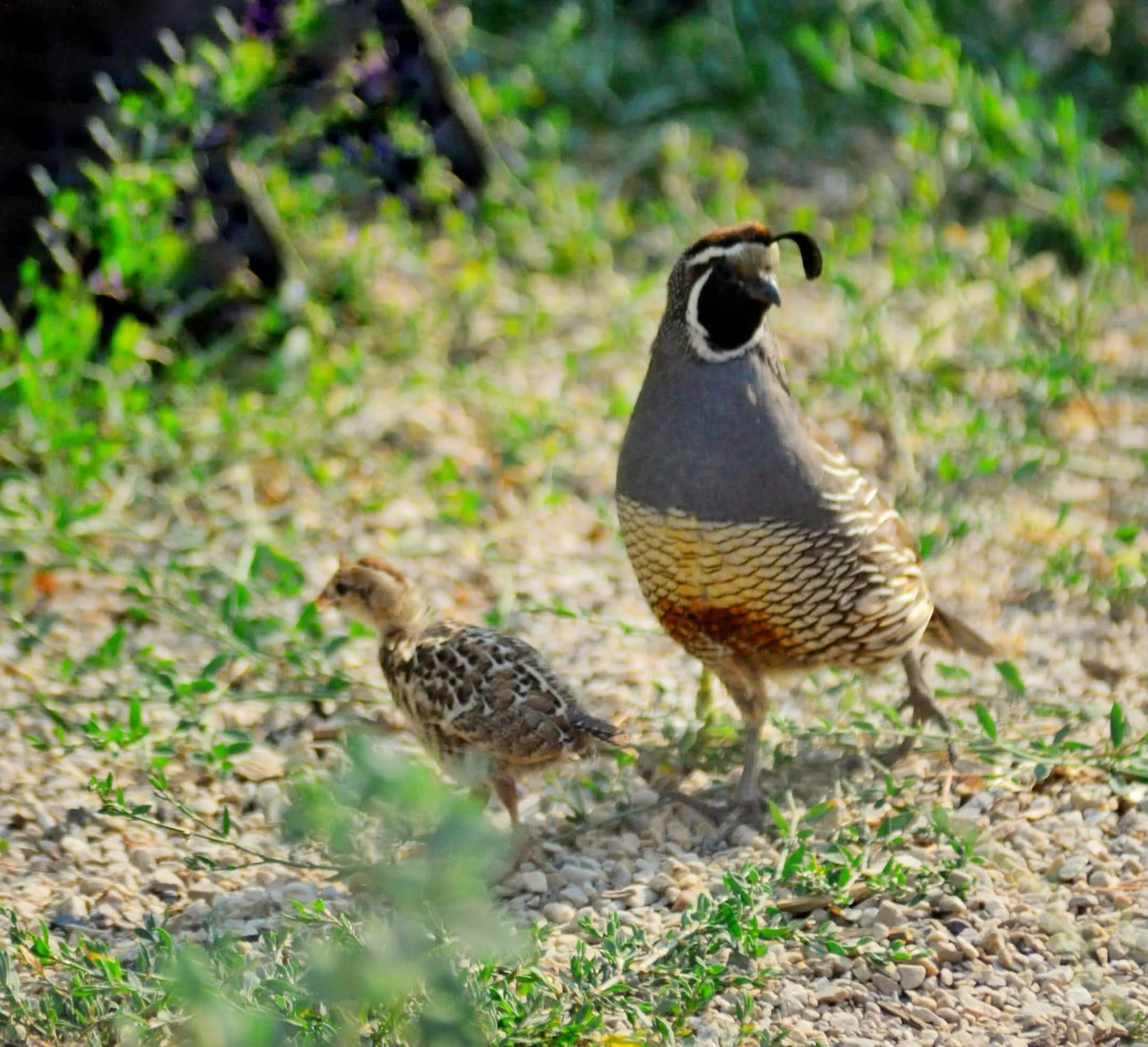 Quail foraging among native shrubs that offer food and cover