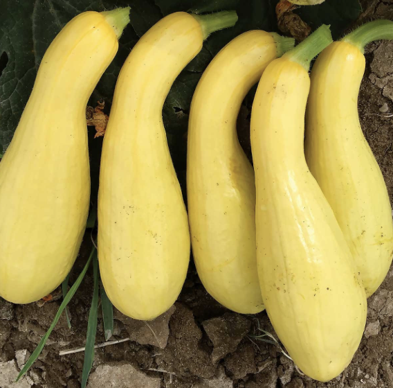 Mable Crookneck Squash