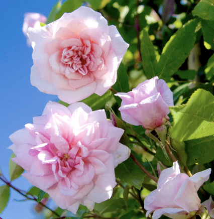 Cecile Brunner Rose