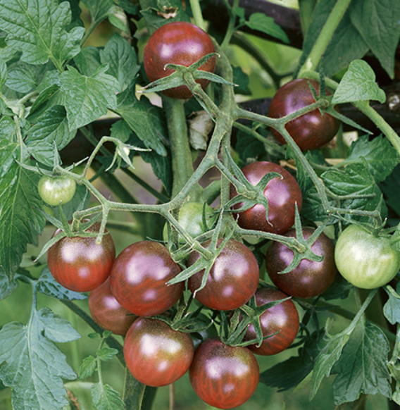 Chocolate Cherry Tomato
