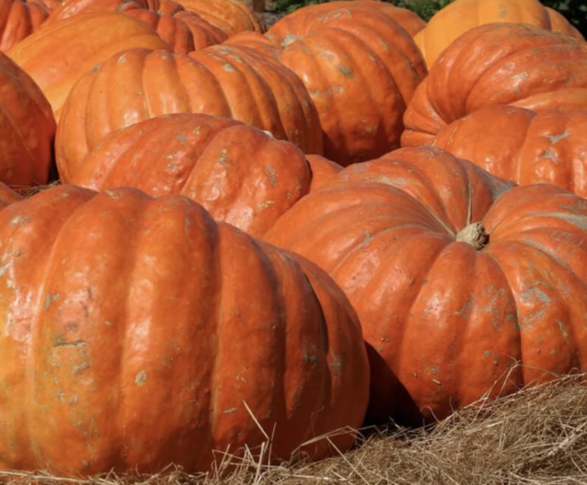 Atlantic Giant Pumpkin