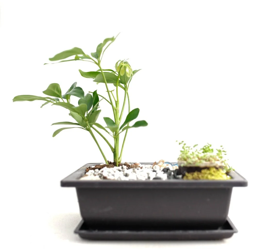 bonsai 4.jpg