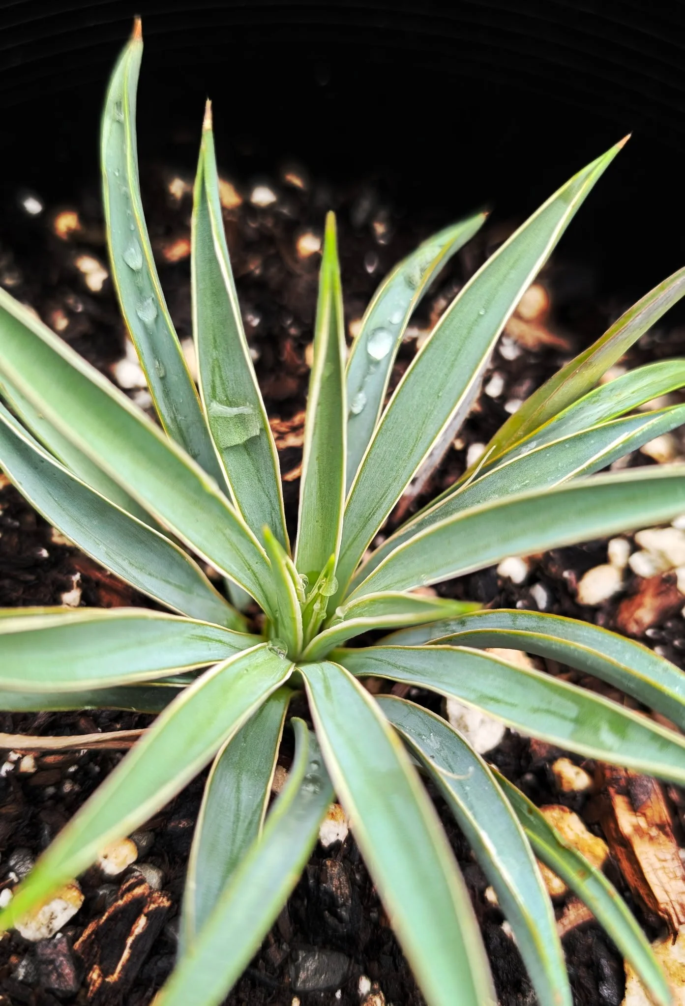 Harriman's Yucca (Yucca harrimaniae)