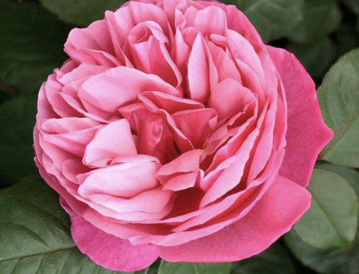 Dee-Lish Rose