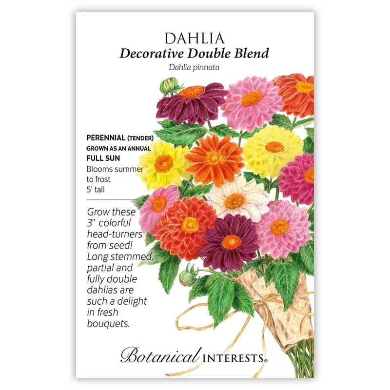 Dahlia Decorative Double Blend