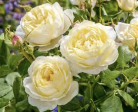 Vanessa Bell Rose
