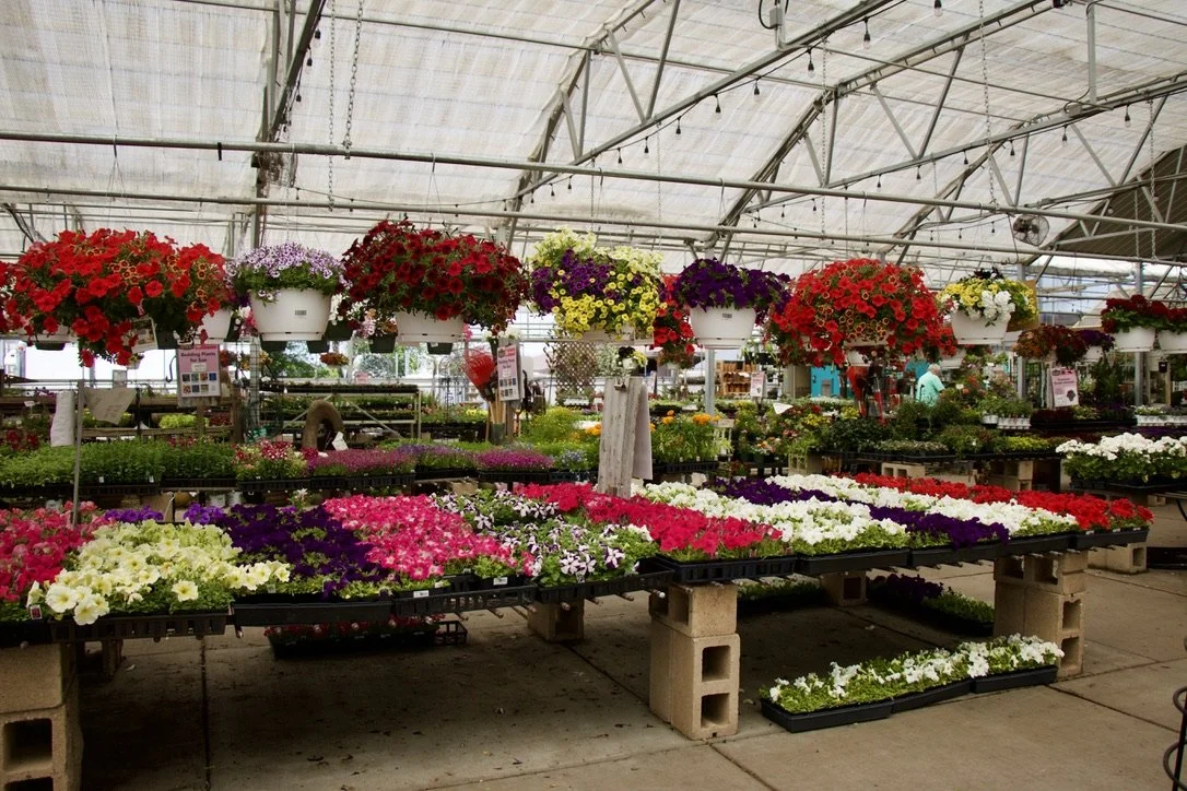 Schmidt's greenhouse filled with colorful potted flowers and hanging baskets, including petunias, in various shades of red, pink, purple, white, and yellow.