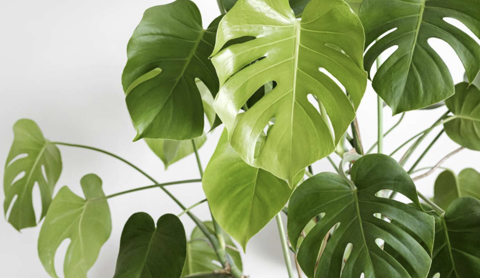 Monstera