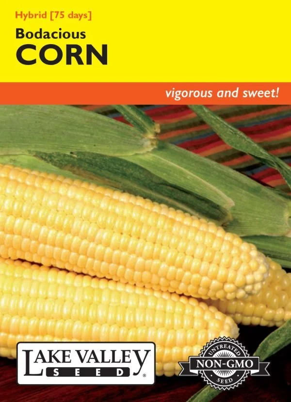 Corn Bodacious