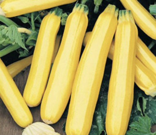 Fortune Summer Squash
