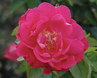 Party Hardy Rose