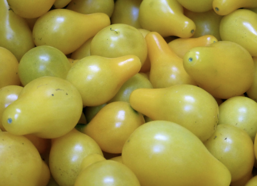Yellow Pear Tomato