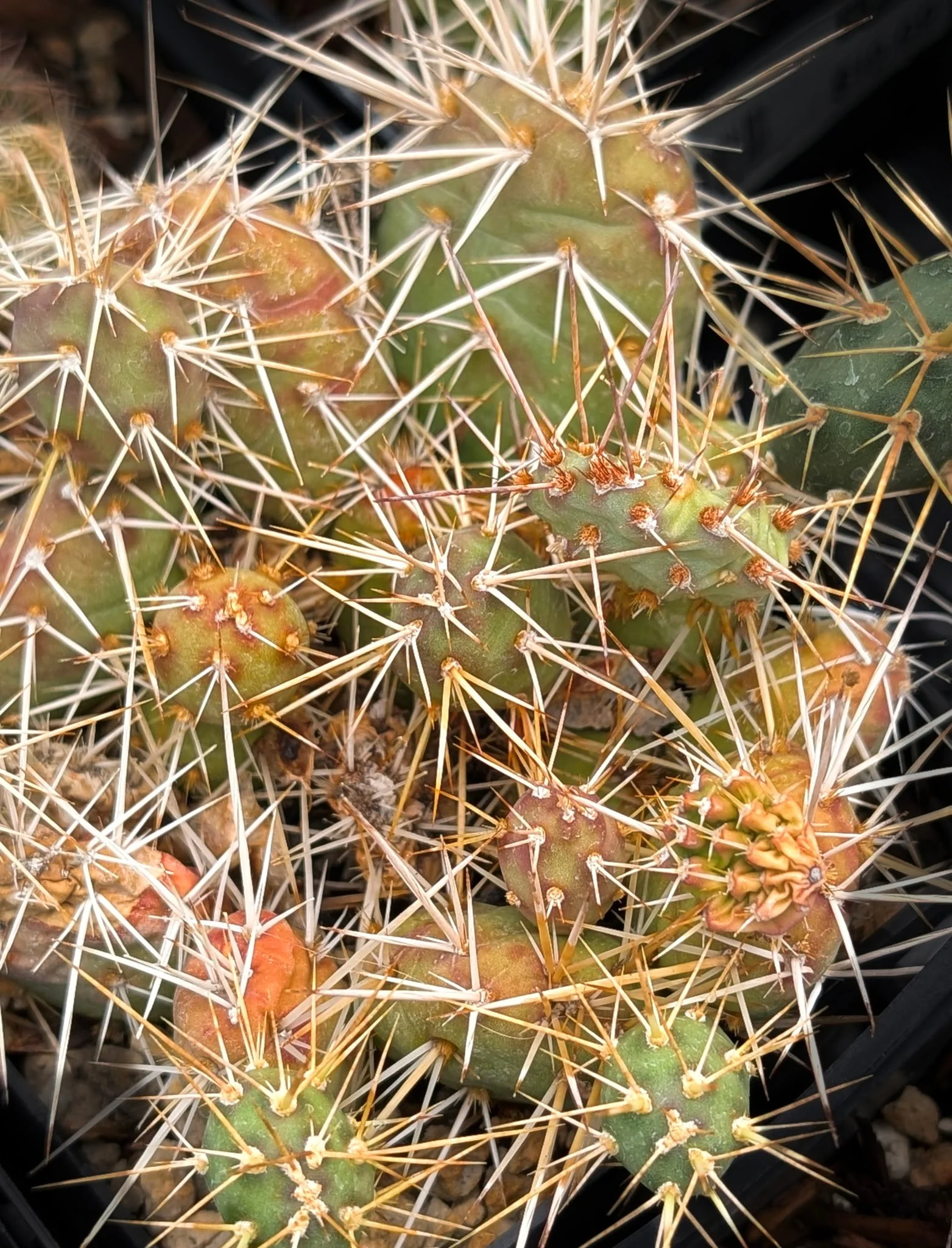 Brittle Prickly Pear (Opuntia fragilis)