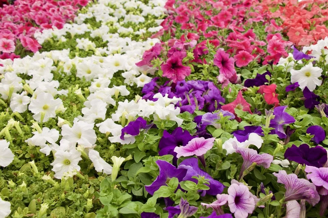Schmidt's locally grown flats of petunias in pink, purple for Utah