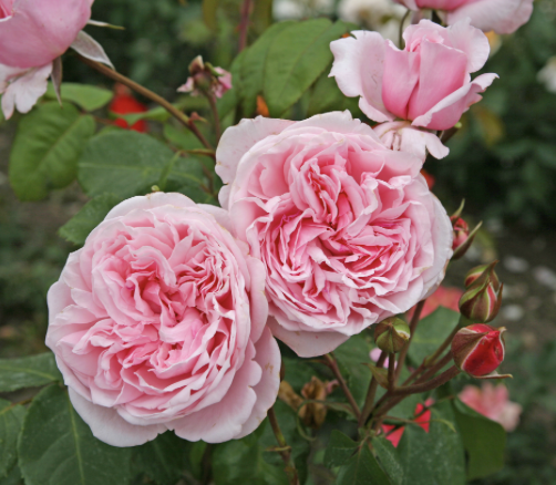 Arborose Kiss Me Kate Rose