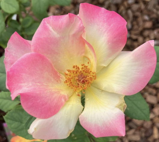 Sunset Horizon Rose