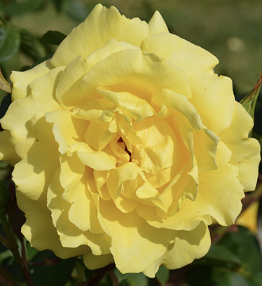 Mellow Yellow Rose