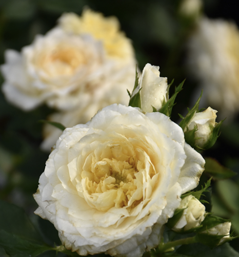 Reminiscent Crema Rose