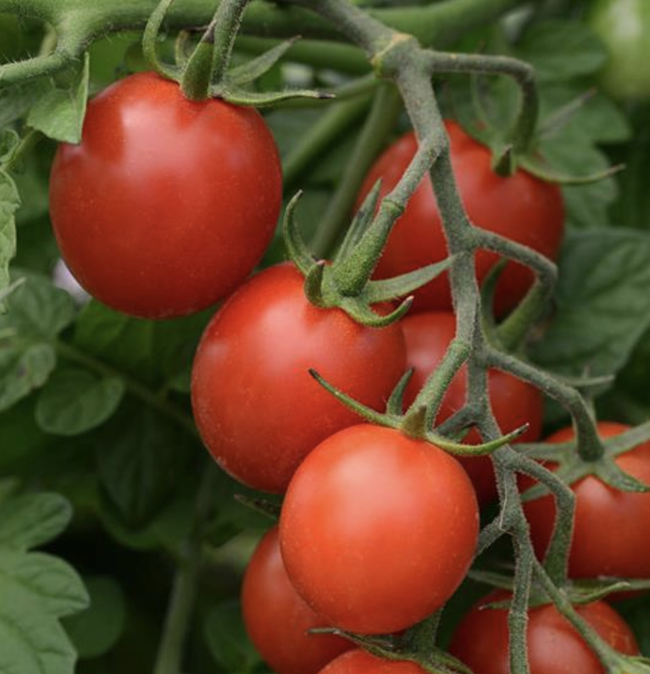 Tidy Treats Cherry Tomato