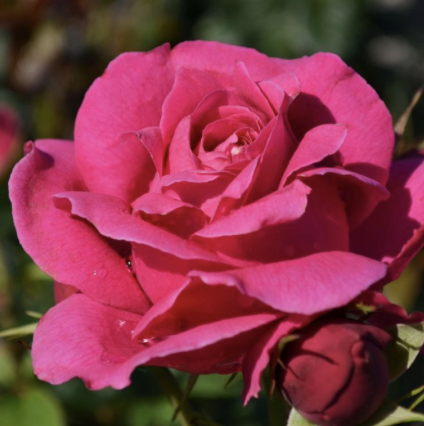 Grande Dame Rose